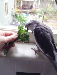 Oh....wait a minute....is that....KALE!