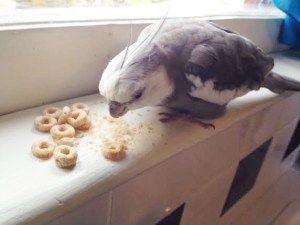Boy, Mom sure isn't very creative. She always puts these crunchy round things in the same spot.