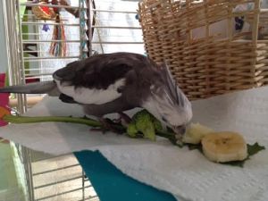 Hmmm. My featherless assistant is lurking suspiciously. I'll just use "body language" to ward her off.