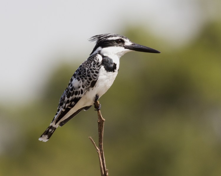 Pied_kingfisher