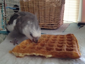 A feathered Sunday brunch diner digs into his sole, well prepared, and exceptionally tasty toasted waffle.