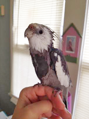 Notice the classic primary coloring, as well as the equally artful crest feathers as they swoop back and down over the neck line.
