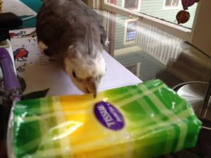 A "tissue attack"caught on camera - live and underway.