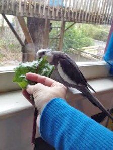 Wow. I can feel myself getting prettier just by looking at this big green leaf.
