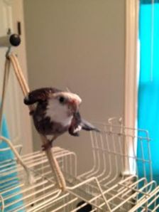 Man the flashbulbs are really popping now!