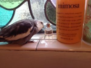 Next, you can commence to admiring.