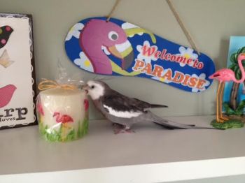 You call those pink feathers pretty? I'LL show you pretty!