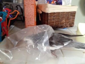 Heeheehee - Mom has no idea I'm playing hide n' seek. 