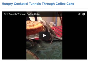 HungryCockatielTunnelsThroughCoffeeCake