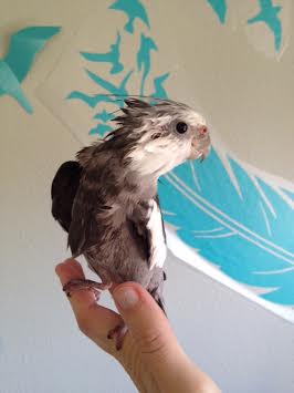 Notice how the feathers of the wings, tail flaps, fuselage, cockpit, and propeller are all nicely air-drying by lifting up, up, and away from the neck line.