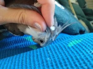 Someone with feathers trades feel-good oxytocin with someone without feathers.