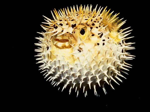 A round spiky pufferfish. (image courtesy of "National Geographic")