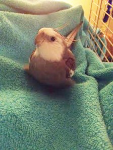 Oh all right - just one posed shot before my nap.