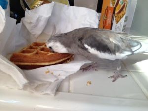 Well I'll be - I do believe it is a WAFFLE. Don't mind if I do!