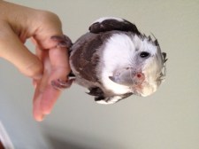 Notice as well how this light and airy cut creates natural short layers that lift effortlessly up and away from the neck line.