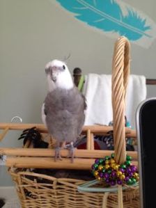 Deploying "cuteness" now.