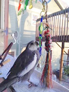 Just as pretty up close - maybe even prettier!