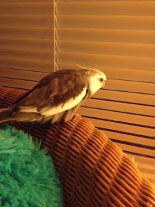 First, take a good look at your dinner so you have the precise "strike distance" in your mind's eye.