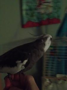 Here, Mom. I'll use a visual aid. Is this clearer?