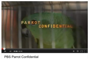 ParrotConfidentialPBS