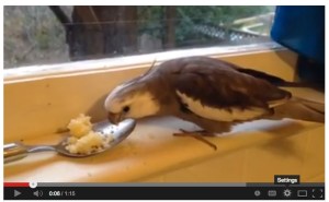 Pearl Eats Couscous Out of a Spoon