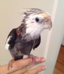 Notice the neat, smoothed down sides progressing to ever more height and volume farther away from the neck line.