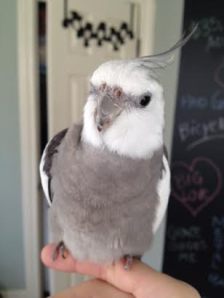 I think I'll try wearing one of my feathers "up" near the neckline. 