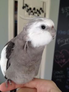 Clearly this is a great look for me - Mom just lunged for that small flashing device again!