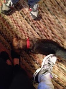 You don't have to worry about any cleanup, because the long furry floor-loving creature is always there to help out.