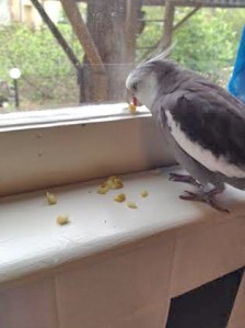 Boy I'll bet Mom didn't realize how much fun this hors d'oeurves could be!