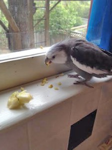 When bits try to escape it is important to establish who is boss.