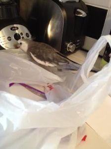 A few more judicious nips should send this intruder on its way!