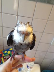 Notice how the model's spiky feathers create natural pointy "ears" as they lift up, up, and away from the neck line.