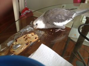 And it shreds readily - bonus!