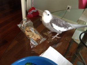 Mom looks grumpy that I started dining without her - I'll just use "cuteness" to distract her.