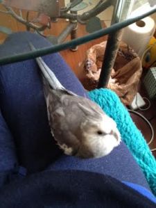 I am so glad I decided to get a featherless assistant - they really come in handy sometimes!