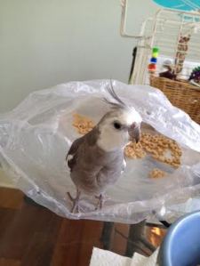 As the clear victor, you can pose for one final fan shot - for the history books of course.