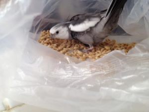 Part of the key to a successful assault is ingesting the prisoners right away.