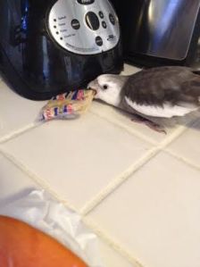 This cracker doesn't stand a chance against a savvy predator like me.