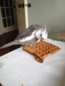 Finally - the piece de resistance - the Golden Waffle award winner does his best "James Bond" look for the camera!