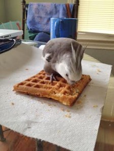 Here the feted actor stops for a small snack break.