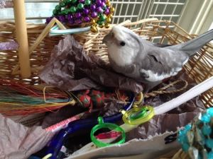 No wonder Mom gets jealous. Maybe I should lend her some of my feathers the next time I molt so she'll feel prettier.