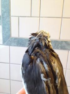 Although I can't say I blame her - I do look very fetching dry or wet.