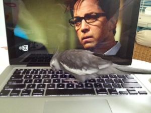 I'll start with a little action to let the drama build.