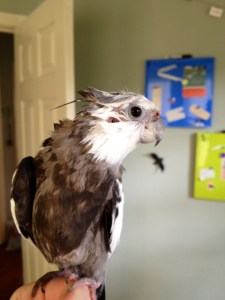 Freshly showered wet cockatiel.