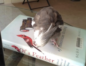 Here you are looking cute while standing on a book. You are quite visible so your Mommy can pick you.
