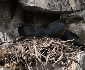Ravens nesting.
