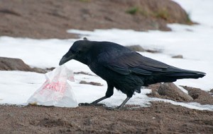 An enterprising raven gets to work shredding things.