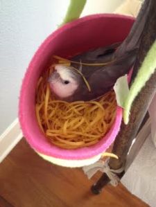 Finally, welcoming body language will be an irresistible lure for an interested lady bird to say "yes!"