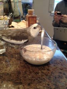 But I have to nab my portion quickly - the Tall Tree's odd metal "beak" is much bigger than mine.